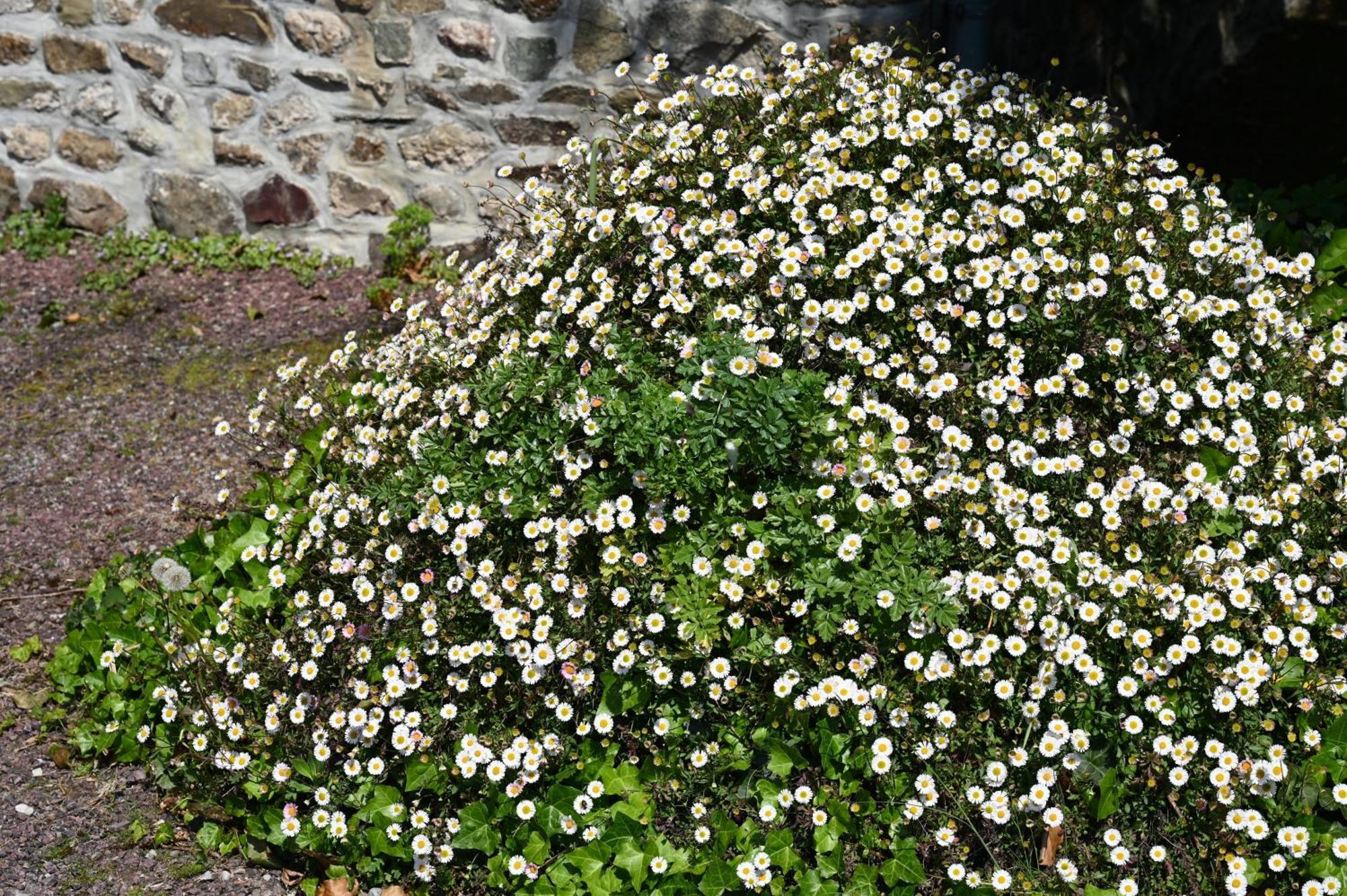 Hotel La Demeure Du Perron Quettehou Esterno foto
